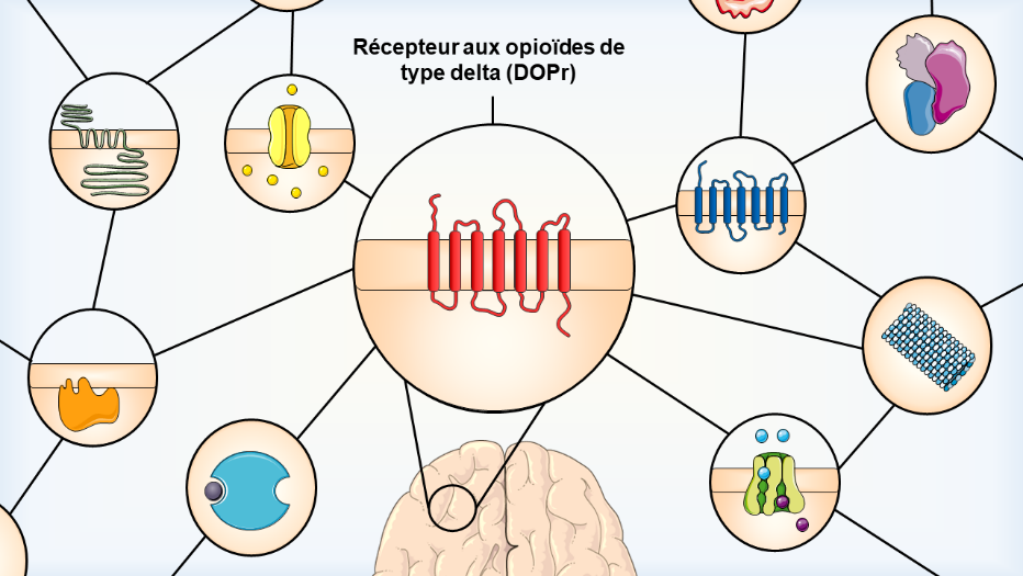 Les modèles murins utilisés pour l’étude des récepteurs à la morphine 2 schema